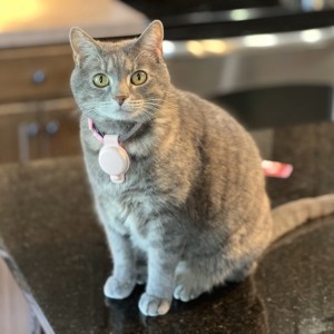 Sophie the Cat