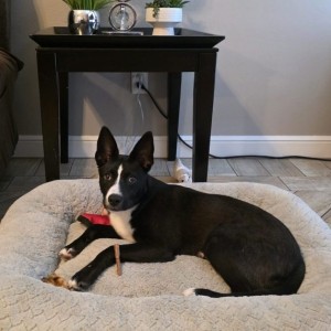 admin-ajax