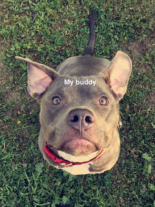 Happy pup