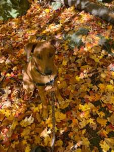 Rex in the fall