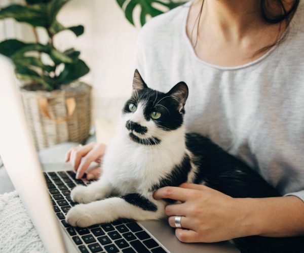 Young woman using laptop and cute cat sitting on keyboard. Faithful friend. Casual girl working on laptop with her cat, sitting together in modern room with pillows and plants. Home office.