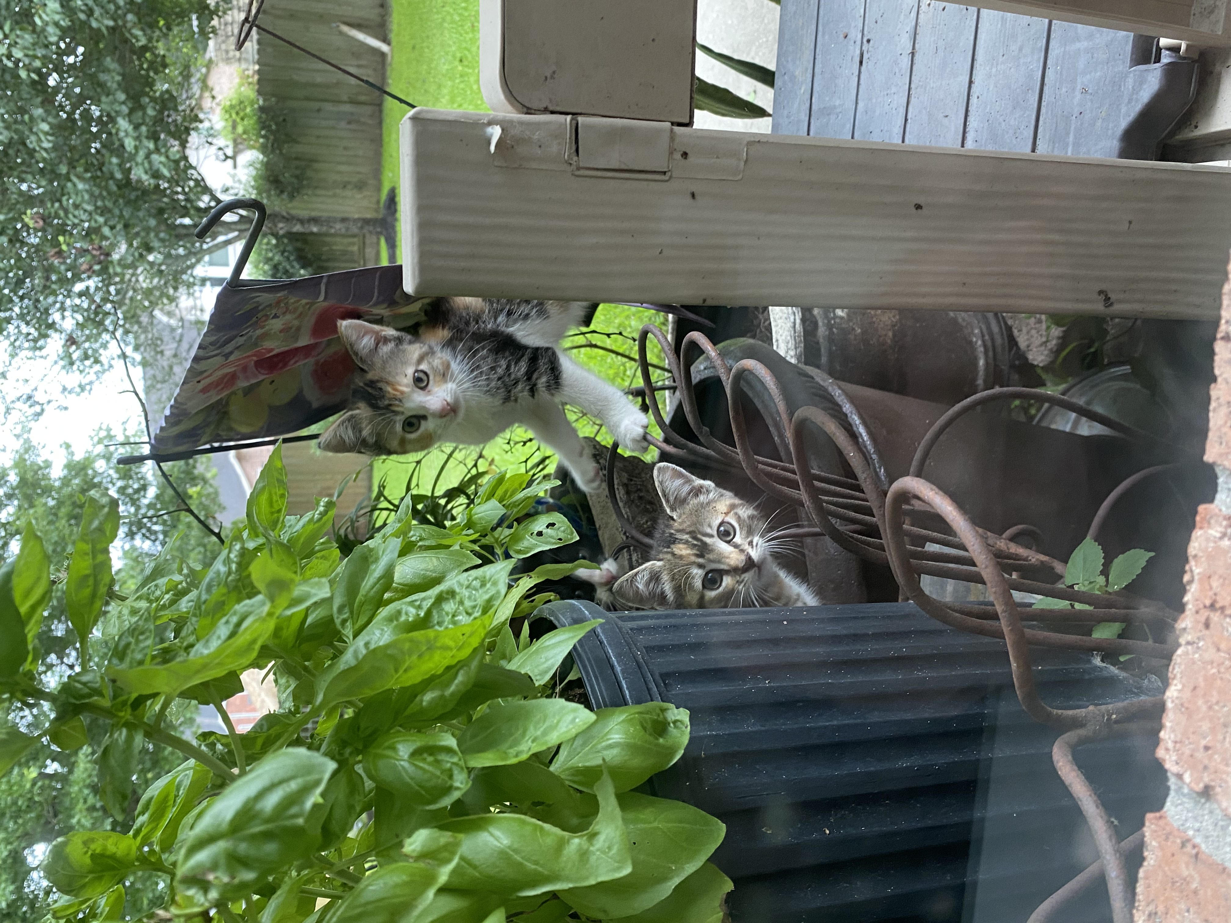 free kittens in houston by owner