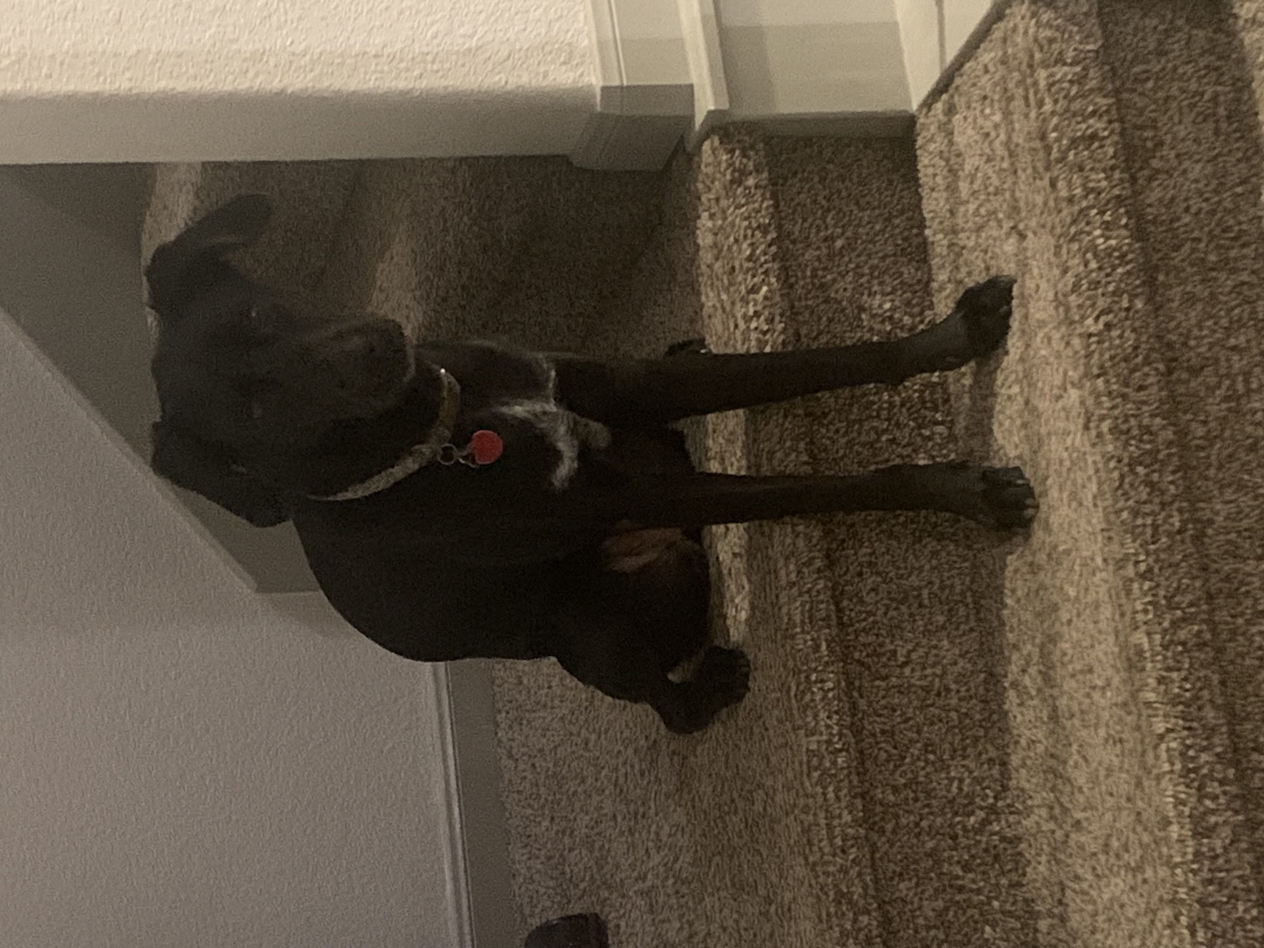 Coco New Caney, TX ReHome Your Pets