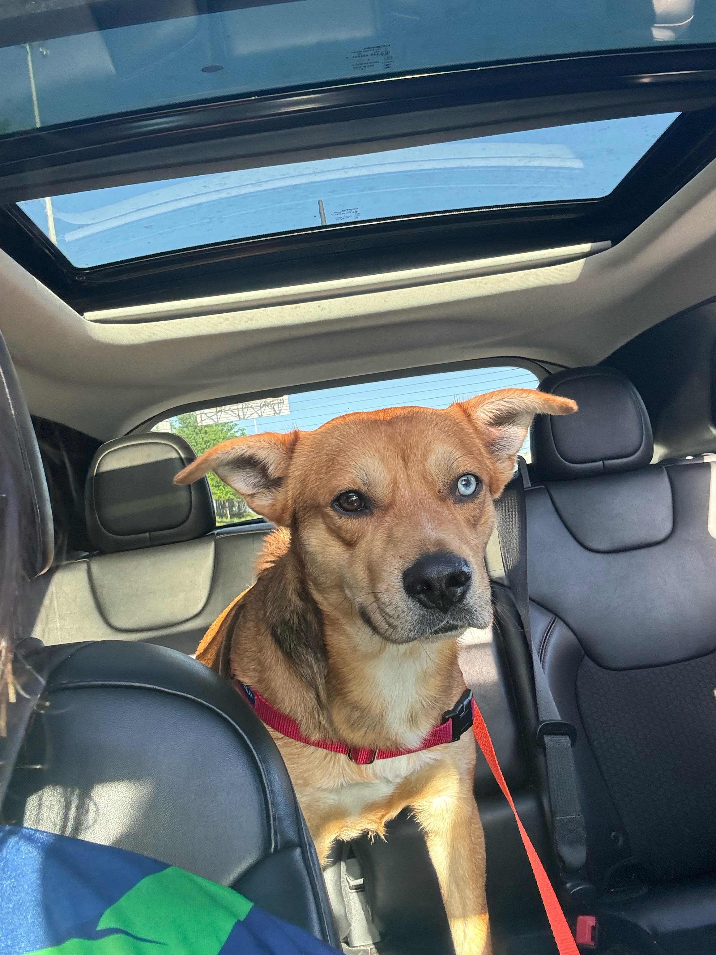 Messi Houston, TX ReHome Your Pets