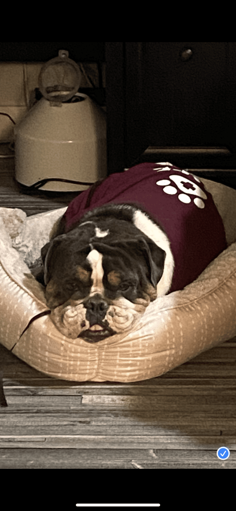 Barkley Las Vegas, NV ReHome Your Pets